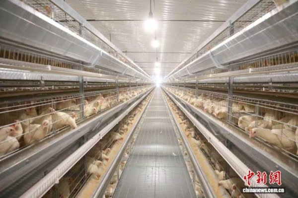 巨富配资 湖南永州冷水滩蛋鸡住进“智能别墅”